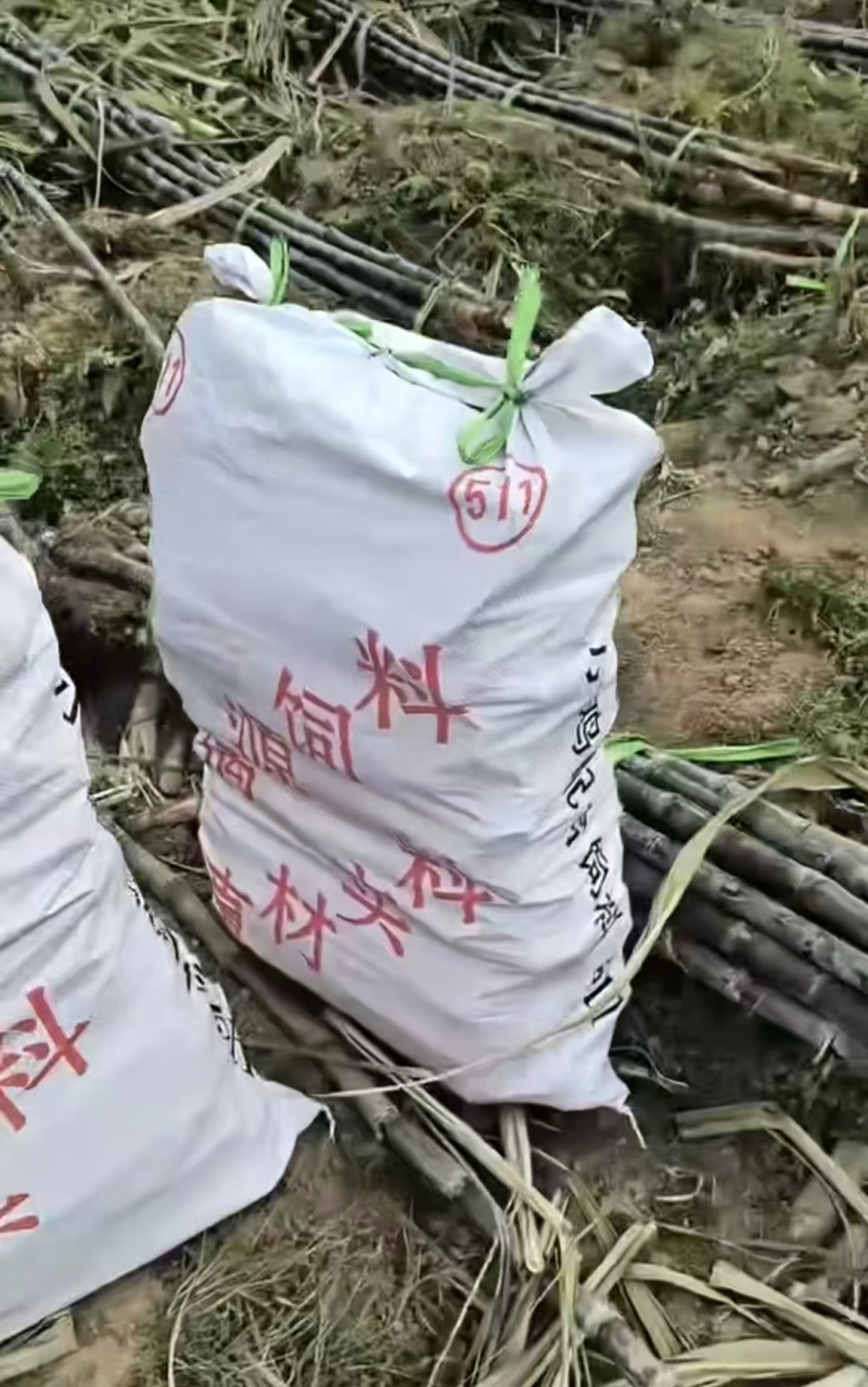 黑皮桂二甘蔗种广西**品种产量高易种植皮色好甜度高