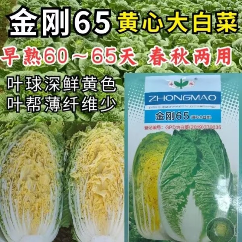 黄心白菜种子早熟65天春秋黄芯大白菜种籽耐寒冬储无筋蔬菜