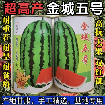 金城五号西瓜种子特大金城5号甘肃压砂西瓜沙漠西瓜种子
