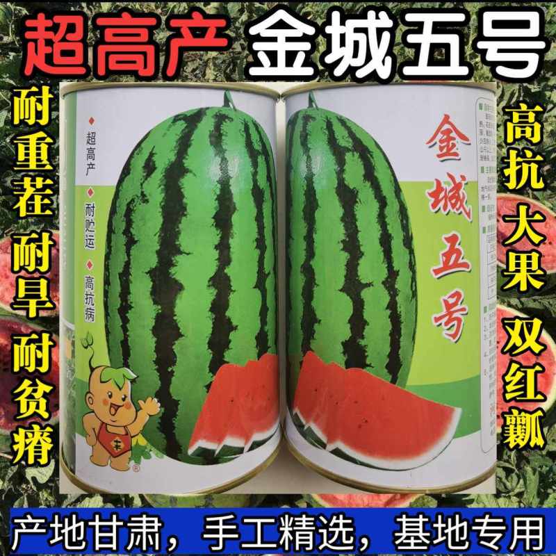 金城五号西瓜种子特大金城5号甘肃压砂西瓜沙漠西瓜种子