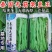 泰国无筋架豆王豆角种子中熟高产豇豆四季豆蔬菜籽罐装