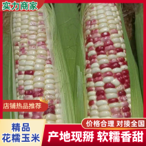 广东湛江精品花糯玉米产地一手货源批发质量保证价格优惠