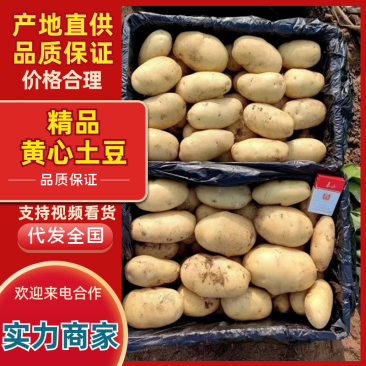 精品黄心土豆产地一手货源批发可供电商市场超市全国发货