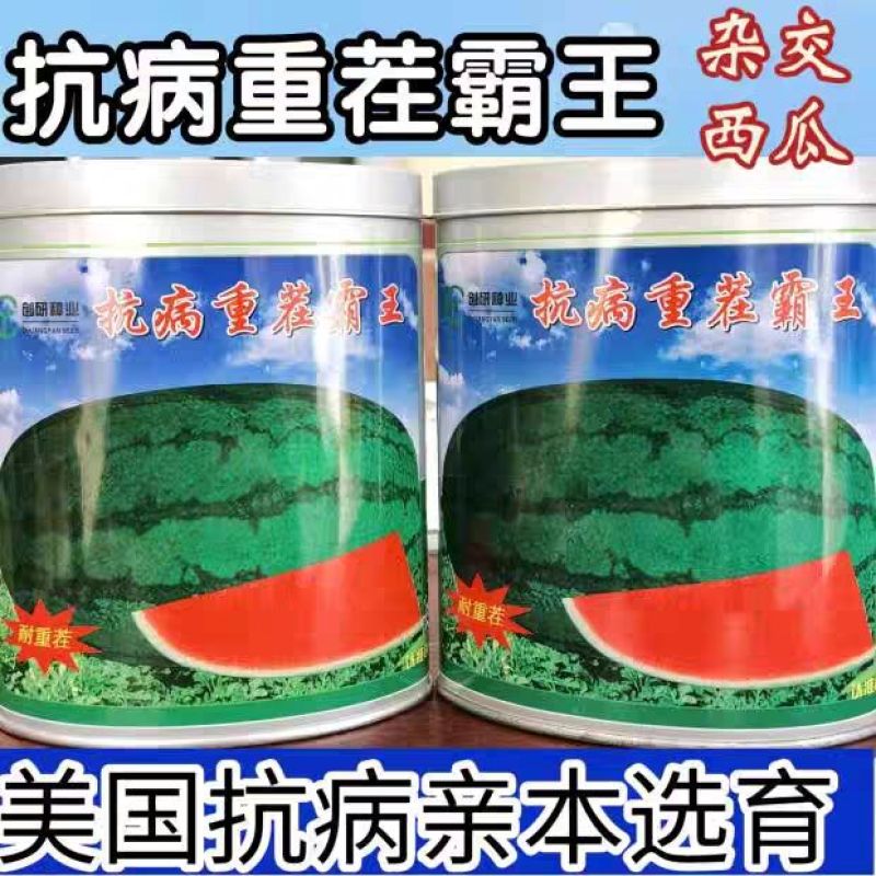 抗病重茬霸王西瓜种子抗病高产抗枯萎病双红瓤懒汉西瓜种子