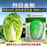 烈日金刚大白菜种子夏播耐热耐湿耐高温夏秋包心白菜种籽