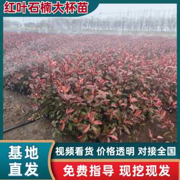 红叶石楠大杯苗，耐旱，成活率高，产地直发，品质保障