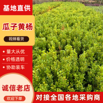 瓜子黄杨，基地直发，品质保证，量大从优