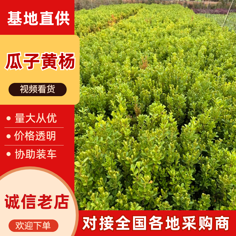瓜子黄杨，基地直发，品质保证，量大从优