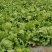 生菜结球生菜球圆生菜汉堡/生菜支持代发量大优惠