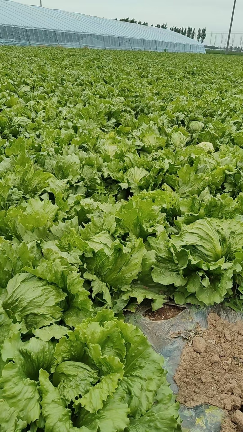 生菜结球生菜球圆生菜汉堡/生菜支持代发量大优惠