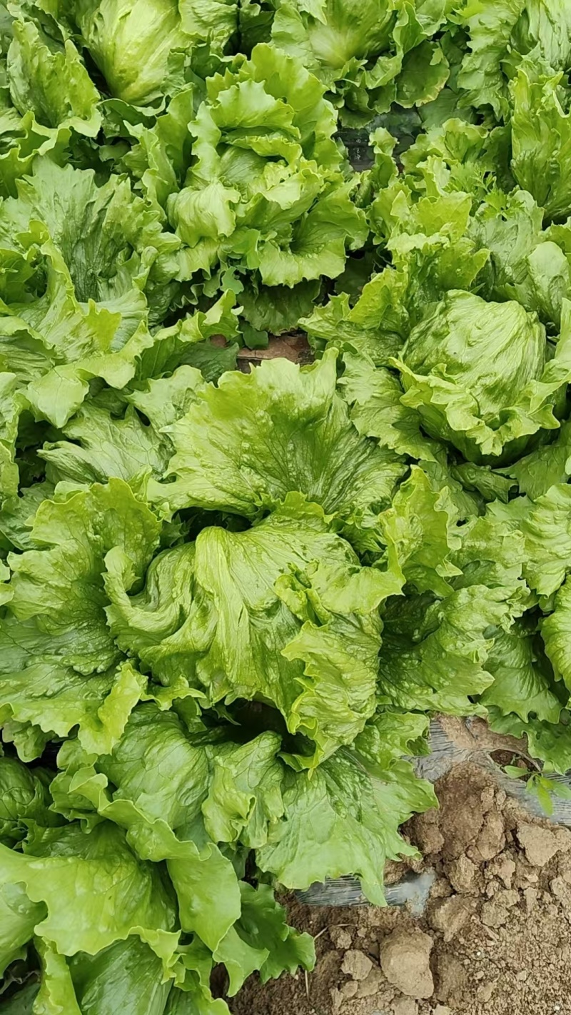 生菜结球生菜球圆生菜汉堡/生菜支持代发量大优惠