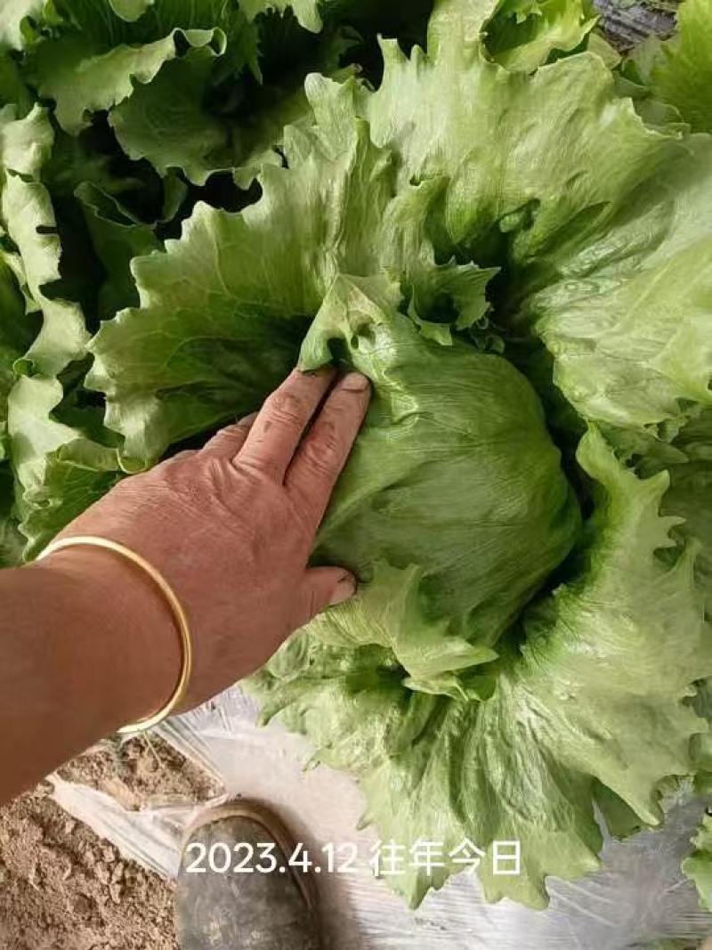 生菜结球生菜球圆生菜汉堡/生菜支持代发量大优惠