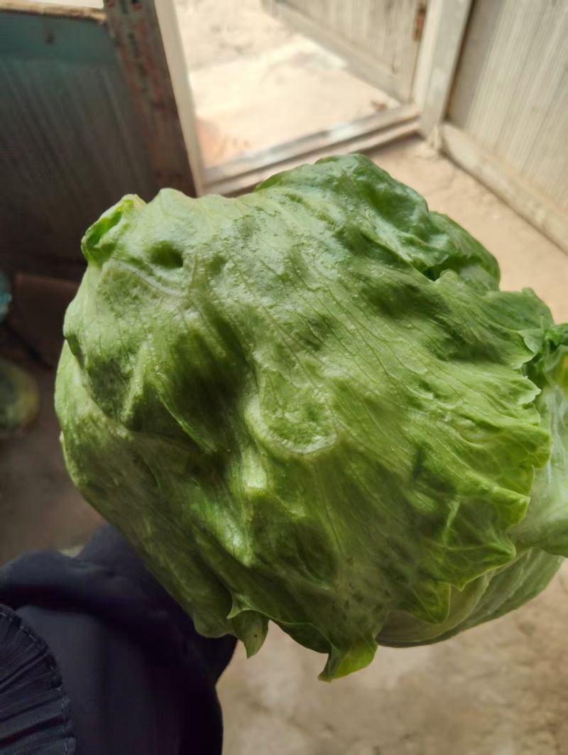 生菜结球生菜球圆生菜汉堡/生菜支持代发量大优惠