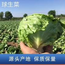 生菜结球生菜球圆生菜汉堡/生菜支持代发量大优惠
