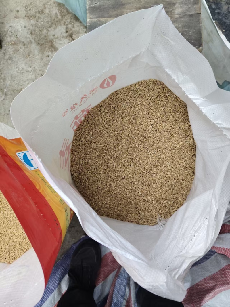 炒燕麦健康好吃量大从优保质保量欢迎来电购买