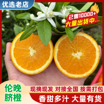 伦晚脐橙个大皮薄果香味浓郁口感甜，果园现看现采