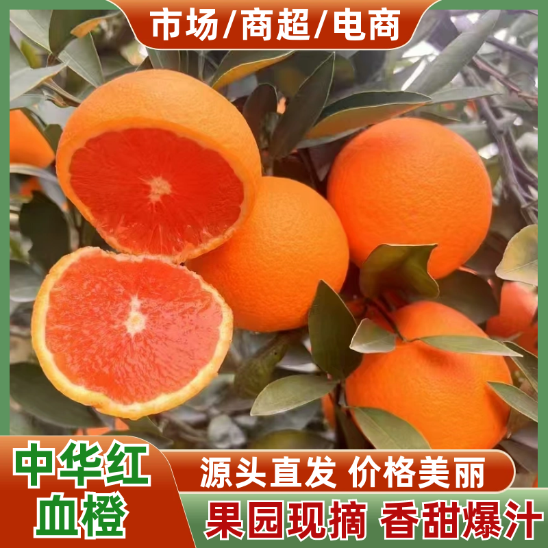 湖北秭归中华红血橙挂树鲜果皮薄汁多对接电商市场社区团购