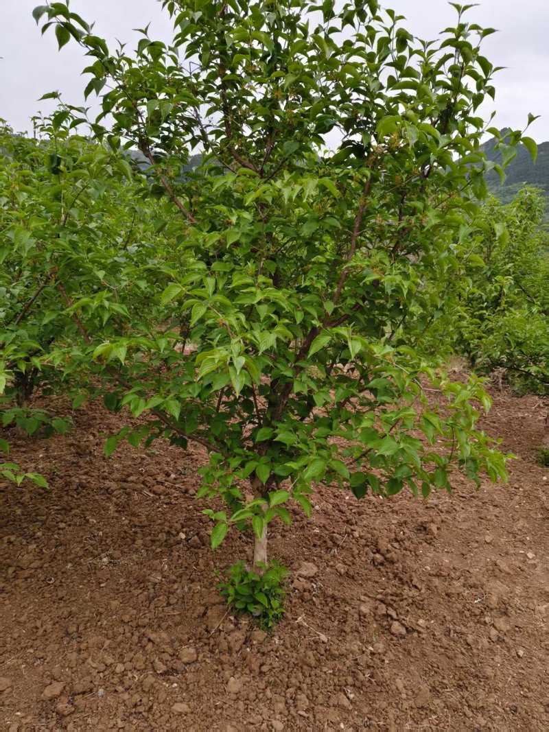 山茱萸树，果子药用价值比较高，也是**的绿化苗木，