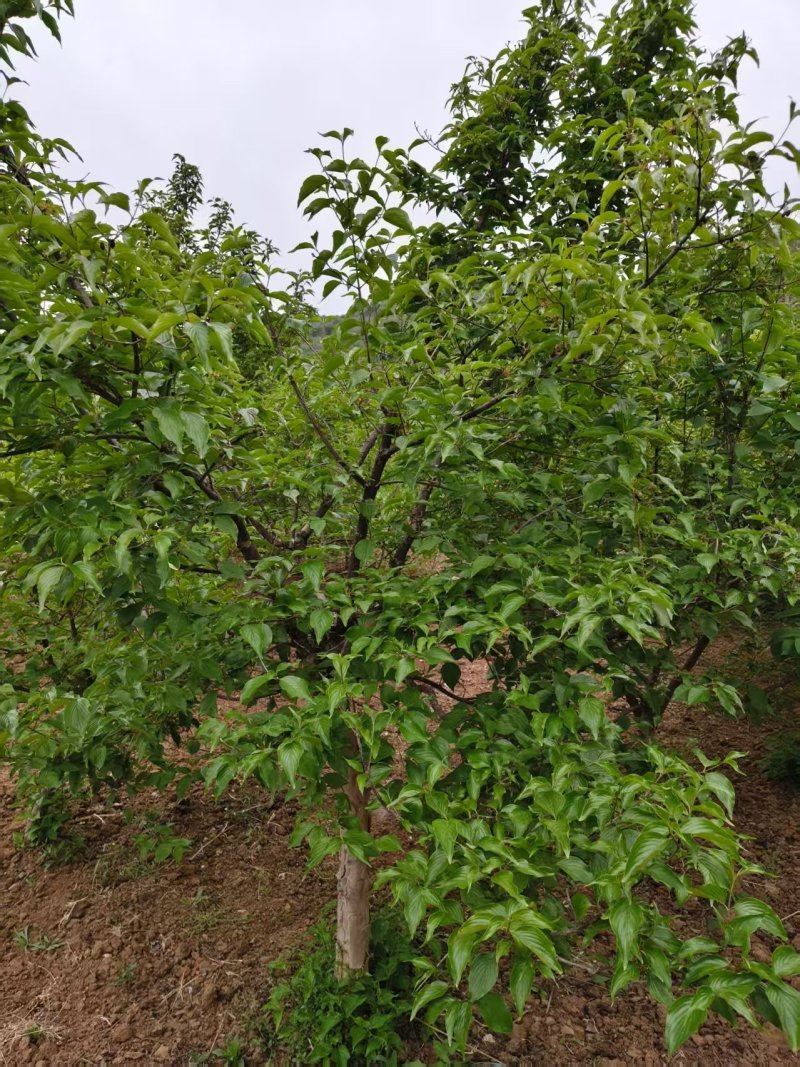 山茱萸树，果子药用价值比较高，也是**的绿化苗木，