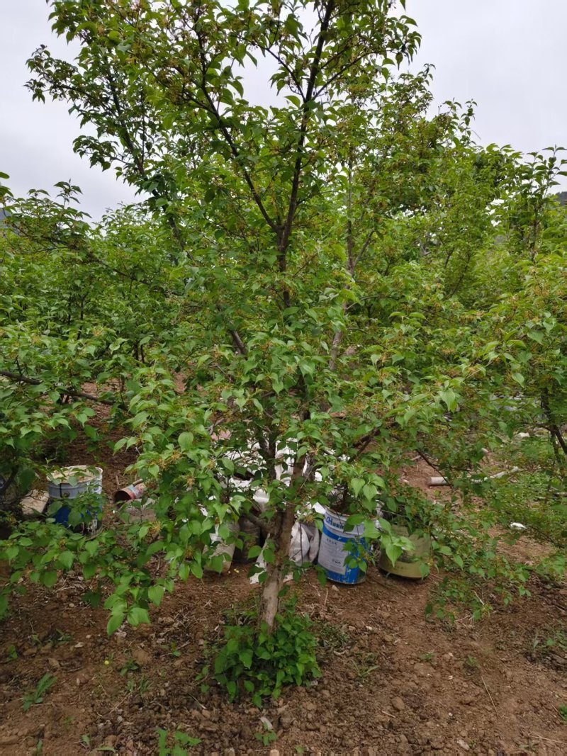 山茱萸树，果子药用价值比较高，也是**的绿化苗木，