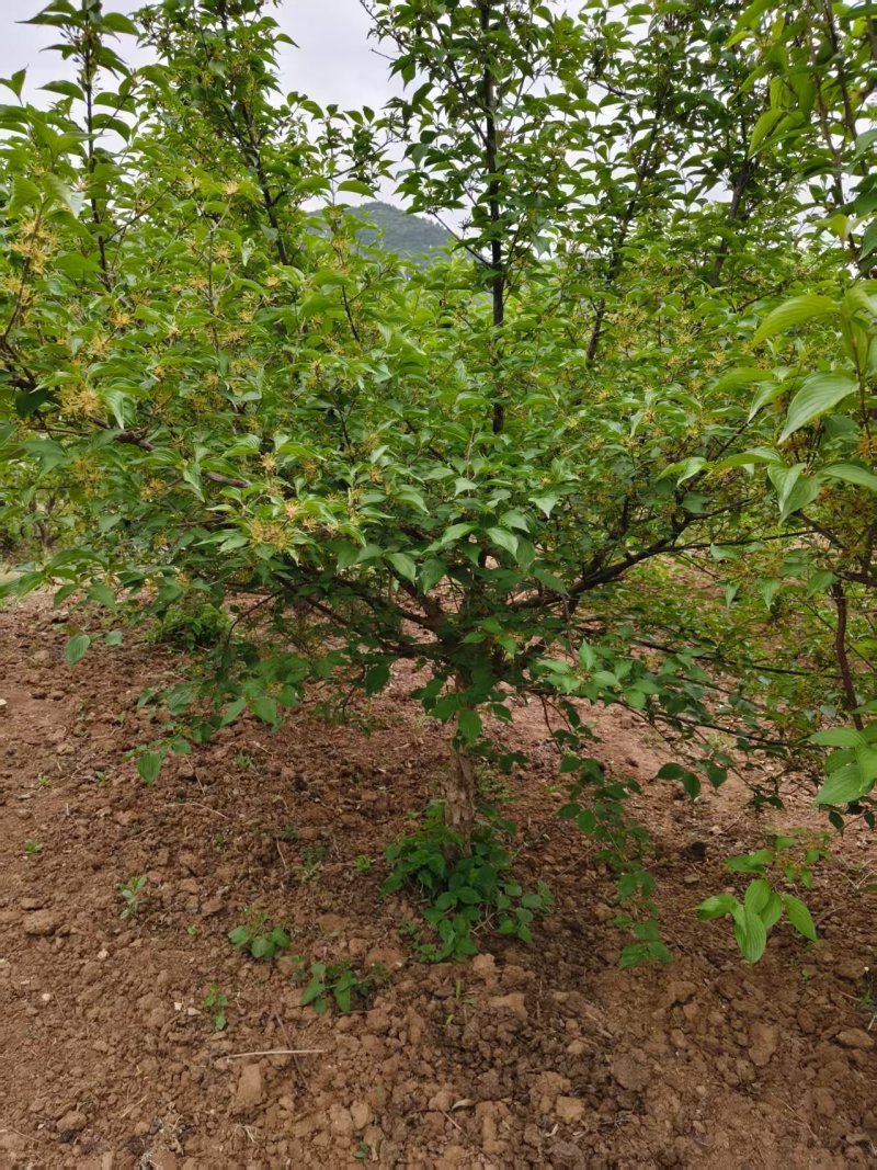 山茱萸树，果子药用价值比较高，也是**的绿化苗木，