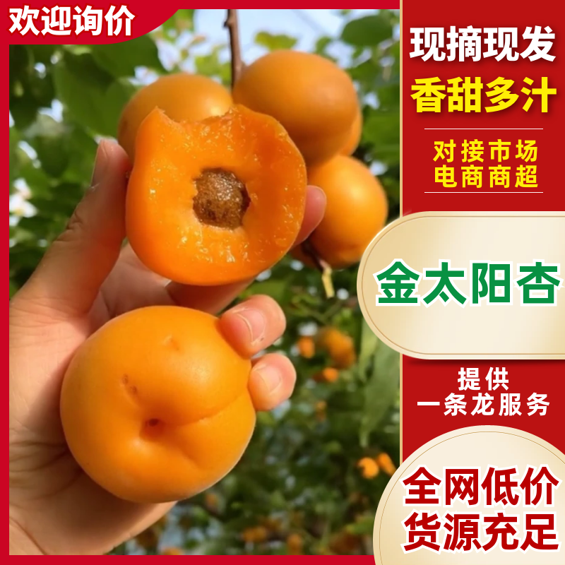 【精品】陕西杏金太阳杏大黄杏基地直发保质保量发