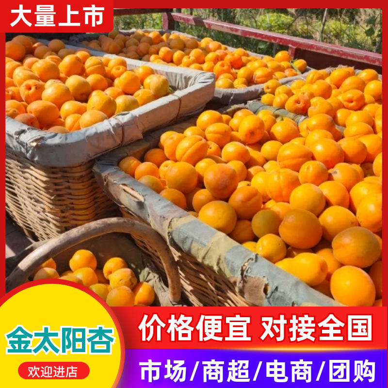 【推荐】陕西大黄杏子批发金太阳杏子基地大黄杏基地价格