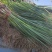 红根蒜苗白根蒜苗甘肃产地量大从优可视频看货对接全国