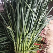 蒜苗白根蒜苗红根蒜苗产地直发量大从优可对接全国客商