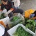 鹿儿九新鲜上市，基地直发，品质保障，价格美丽，欢迎电联