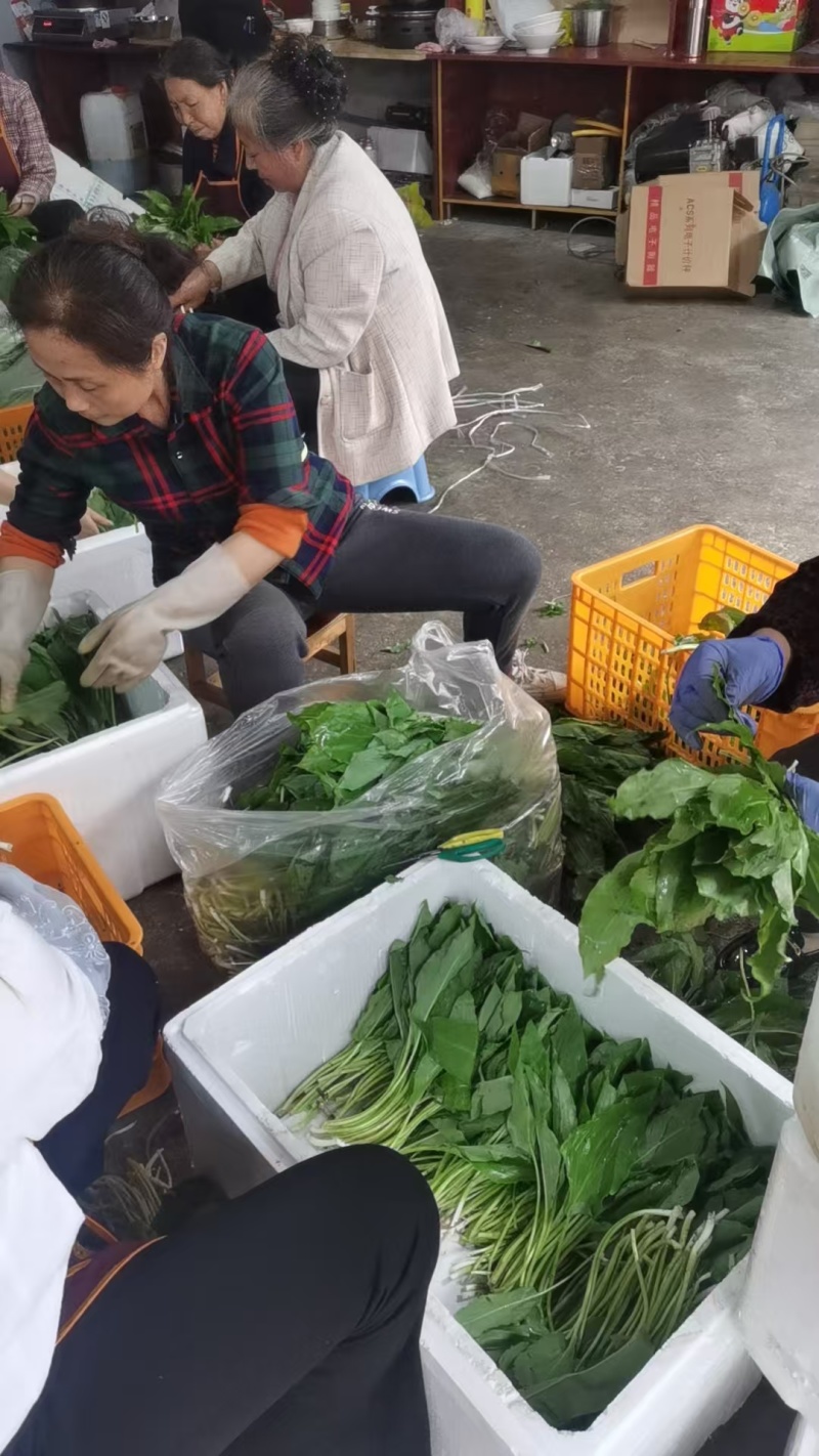 鹿儿九新鲜上市，基地直发，品质保障，价格美丽，欢迎电联