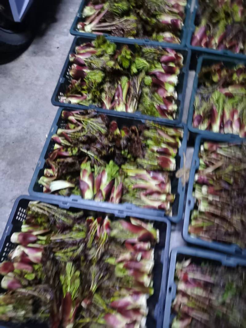 野生的刺嫩芽新鲜上市了，品质保证，量大从优，欢迎咨询