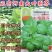 大叶荆芥种子荆芥菜种籽秧苗盆栽河南荆芥菜籽四季野菜蔬菜种