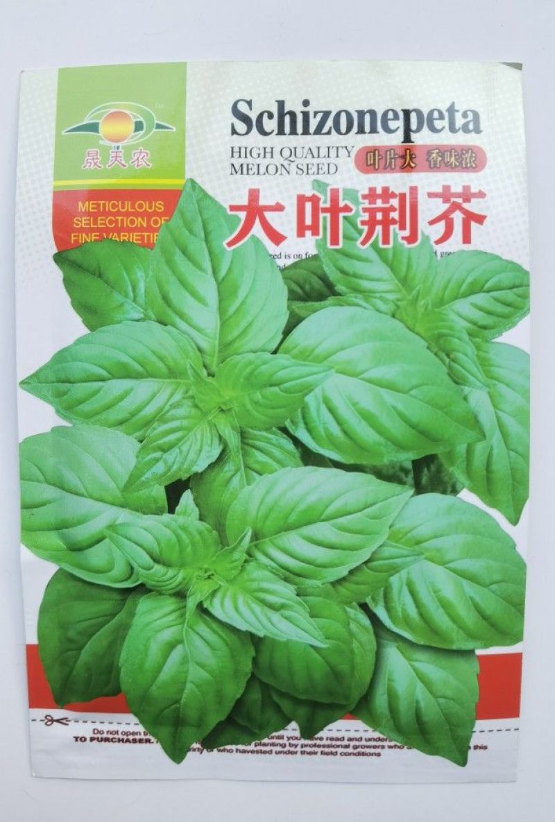 大叶荆芥种子荆芥菜种籽秧苗盆栽河南荆芥菜籽四季野菜蔬菜种