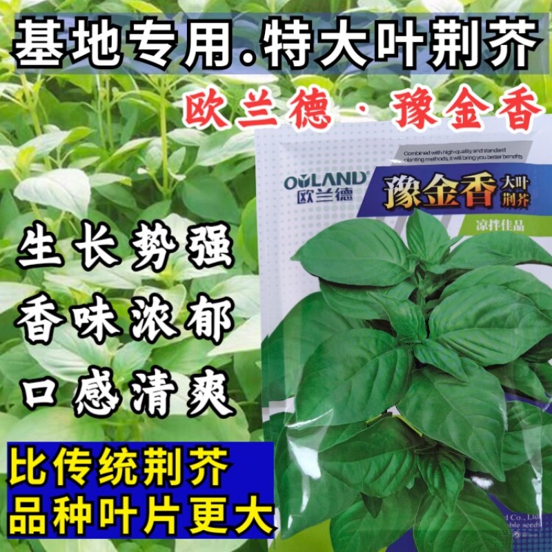 豫金香荆芥种子特大叶超大叶荆芥种籽河南清香荆芥种子孑籽