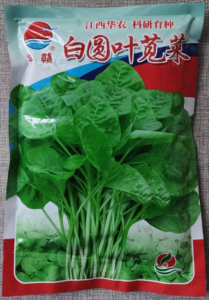 白圆叶苋菜种子品质好叶圆阔大大田高产白圆苋菜种子