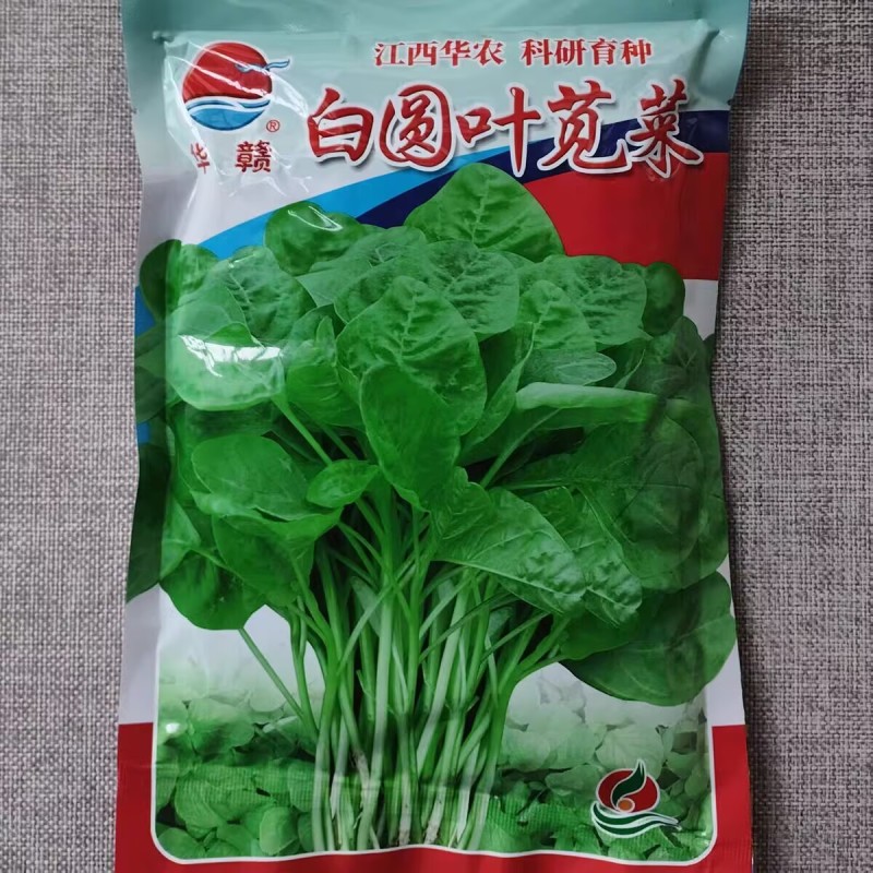 白圆叶苋菜种子品质好叶圆阔大大田高产白圆苋菜种子