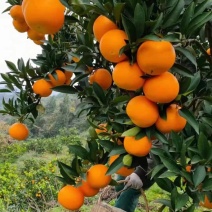 好货推荐桂林灵川县精品夏橙一手货源全国发货
