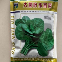 大圆叶木耳菜种子产量稳定连续采收抗病性强耐高温耐湿基地用
