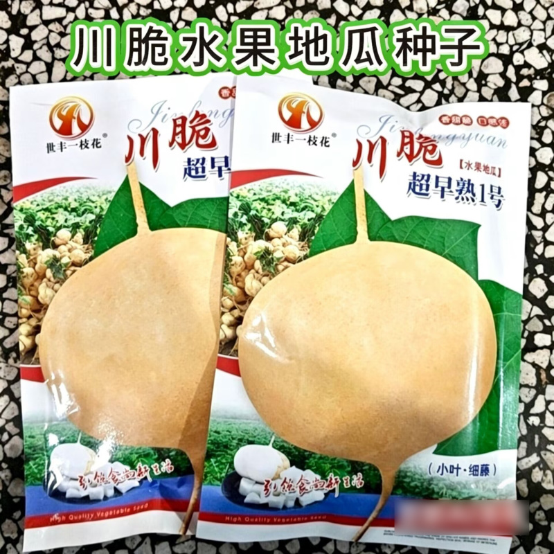川脆超早熟一号水果地瓜种子皮薄小叶细藤凉薯种籽基地用