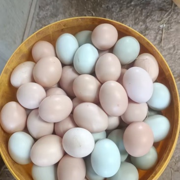 湖北散养土鸡蛋/货源充足/诚信经营/量大从优欢迎联系