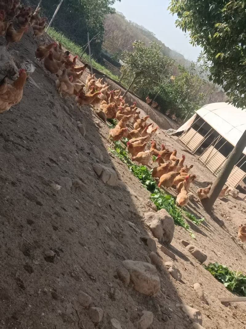 湖北散养土鸡蛋/货源充足/诚信经营/量大从优欢迎联系