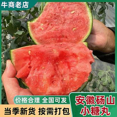 《小糖丸西瓜》砀山西瓜/手撕西瓜/冰淇淋西瓜/全国发货