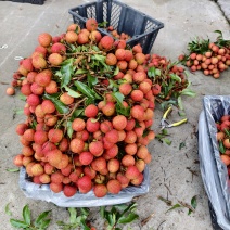 应季白糖罂荔枝广东茂名产地一手货源自家产地量大货优