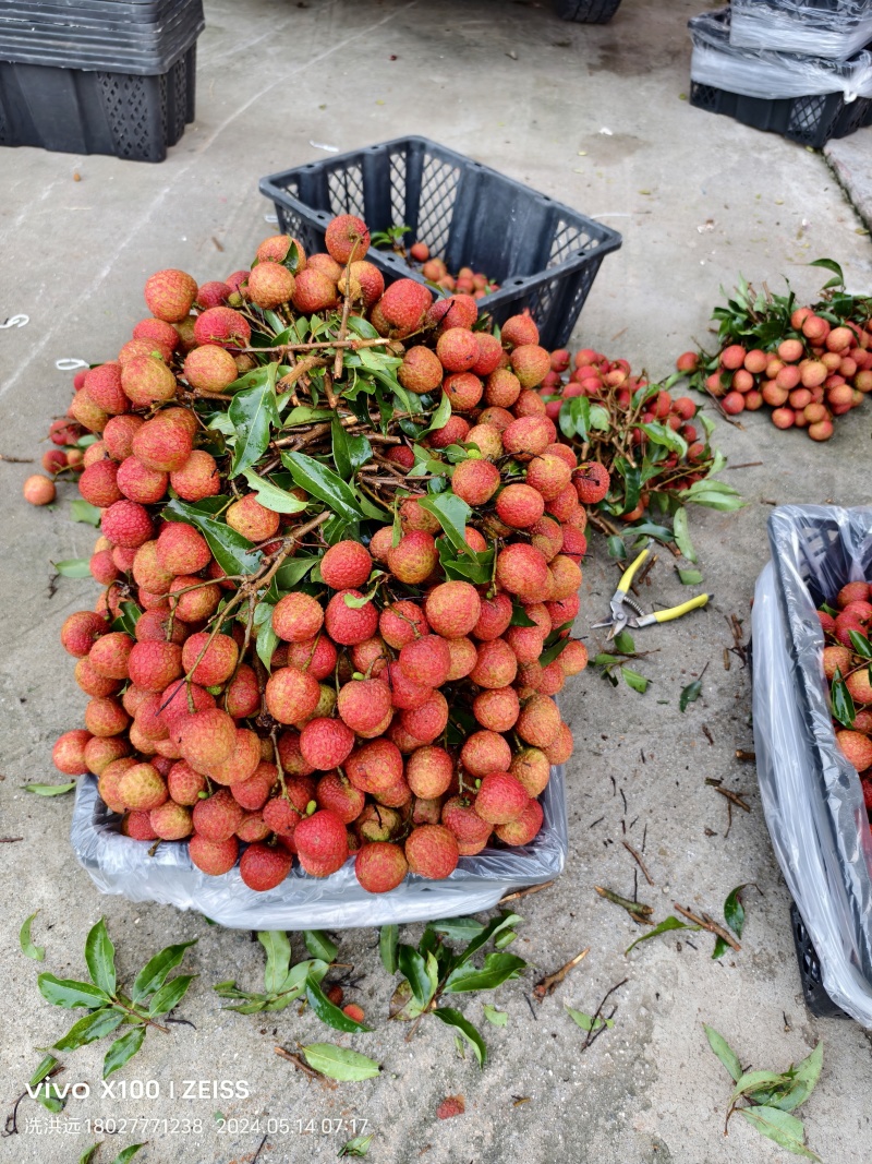 应季白糖罂荔枝广东茂名产地一手货源自家产地量大货优