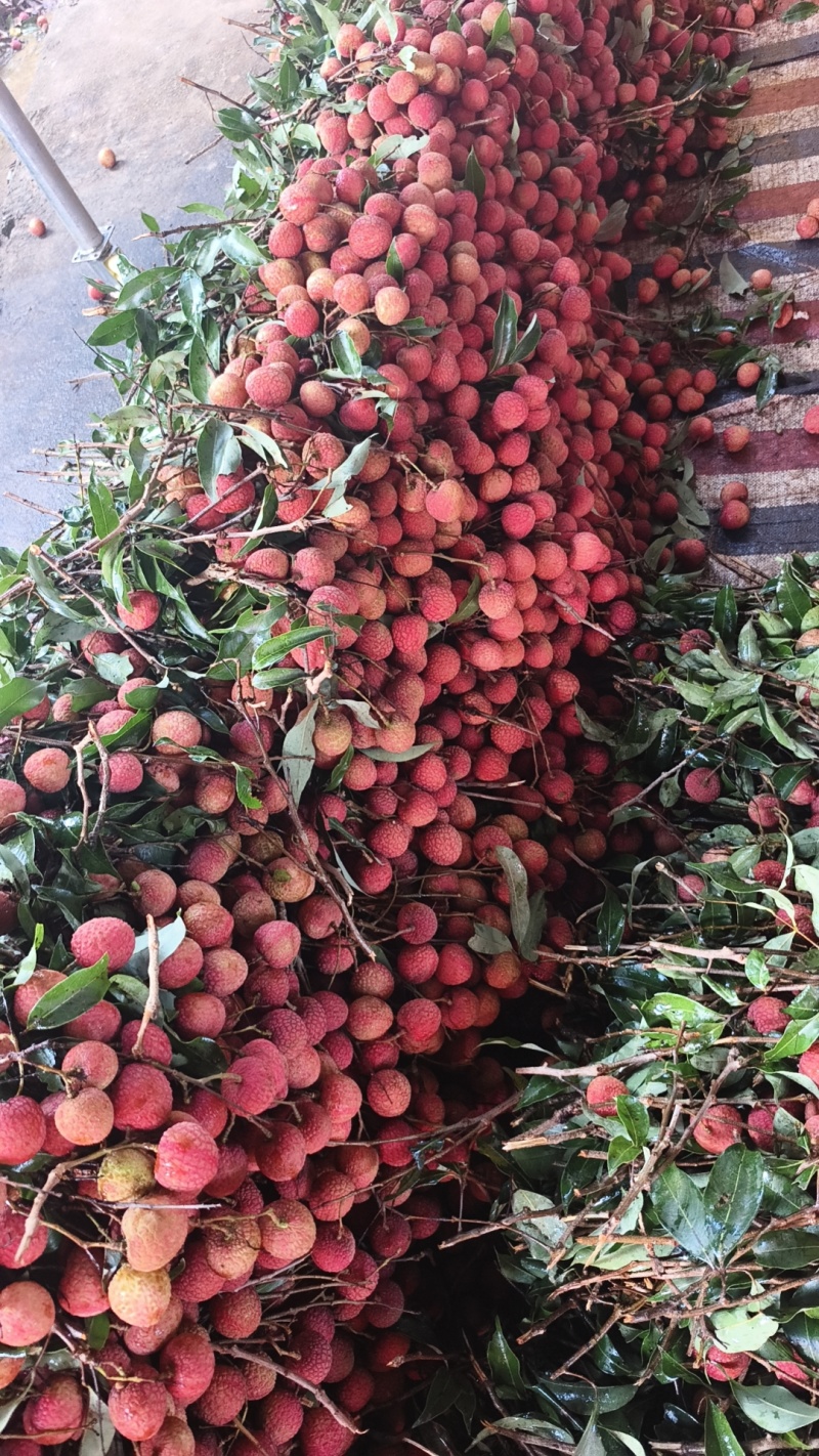 应季白糖罂荔枝广东茂名产地一手货源自家产地量大货优