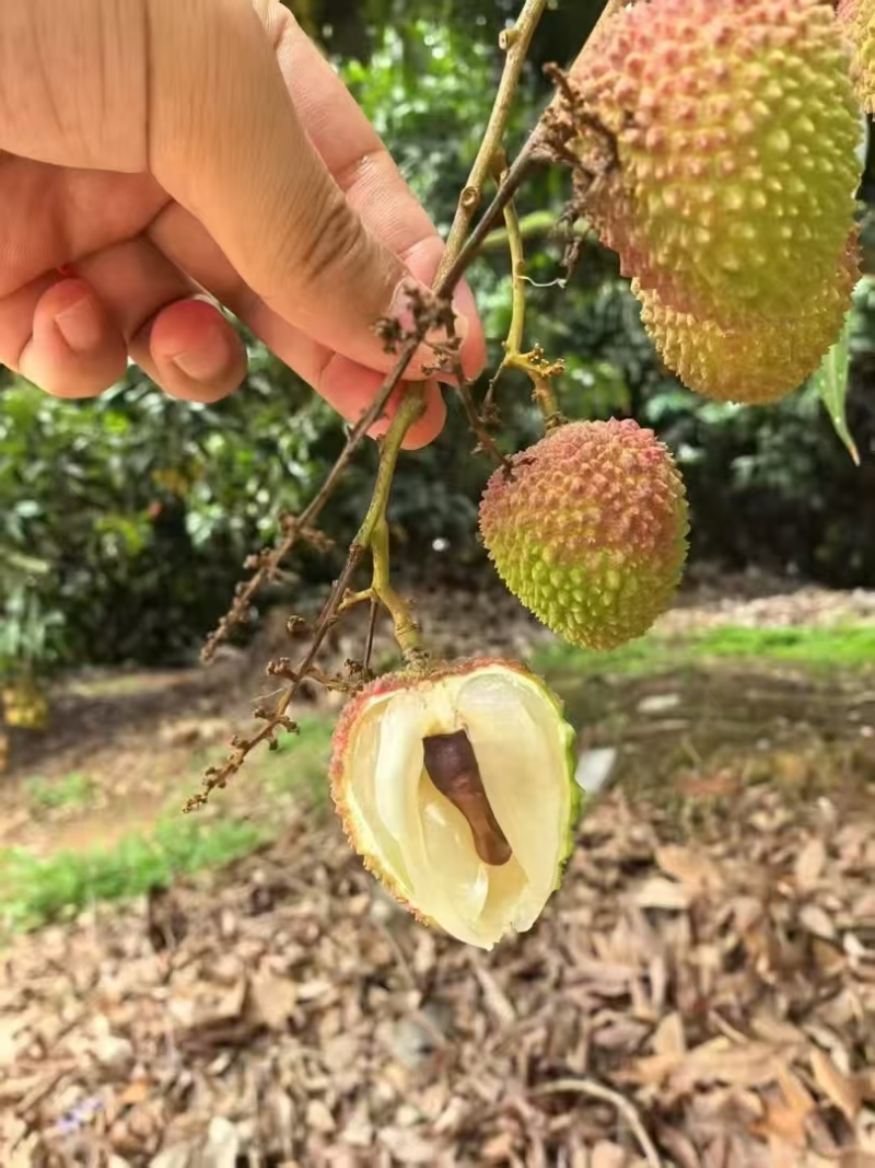 广东茂名鲜果妃子笑荔枝大量上市支持视频看货欢迎来电