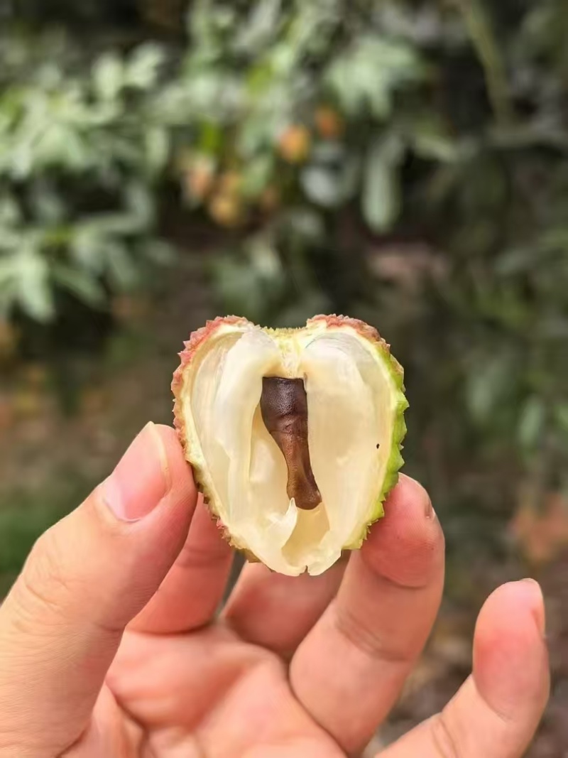 广东茂名鲜果妃子笑荔枝大量上市支持视频看货欢迎来电
