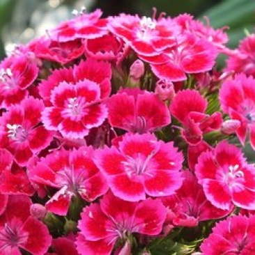 五彩石竹种子