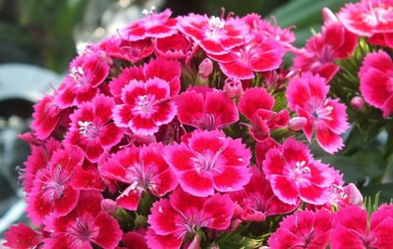 五彩石竹种子